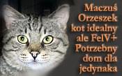 Obrazek