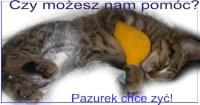 Obrazek
