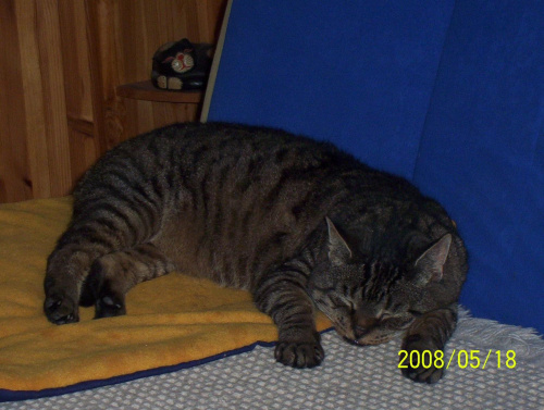 Obrazek