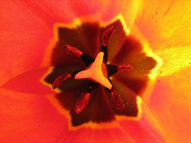 w tulipanie