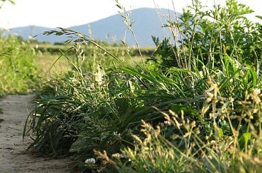 widok na Chełmiec z oczu biedronki kroczącej po źdźble (co za wyraz) trawy :) #chełmiec