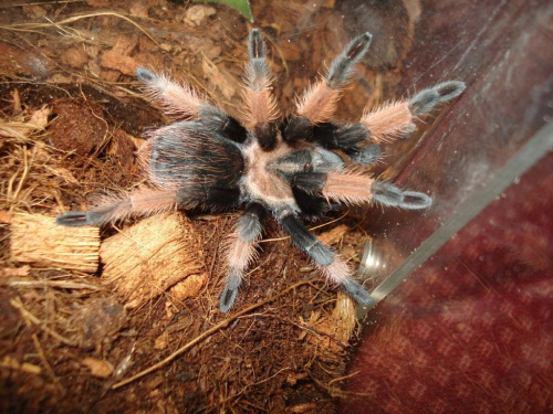 Brachypelma emilia L8 samiec