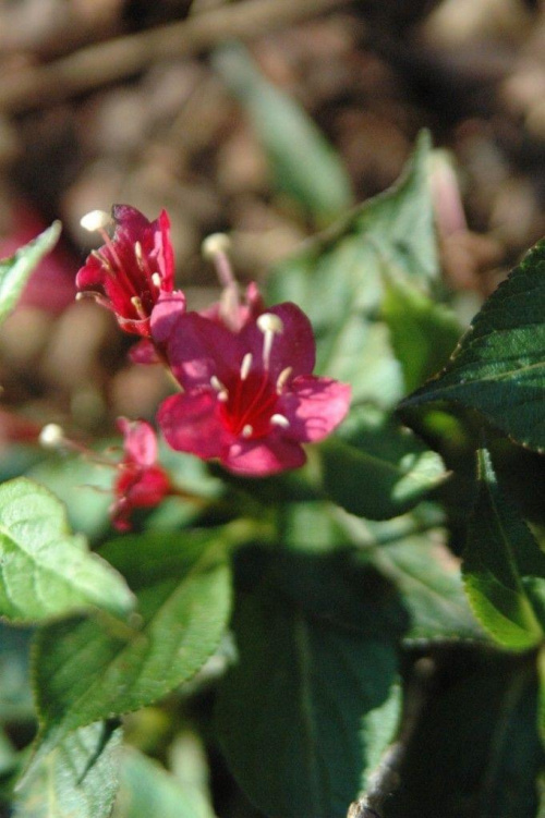 Klomb - krzewuszka o purpurowych kwiatach