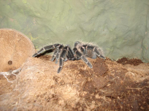 Lasiodora parachybana L10 samiczka