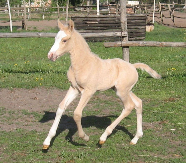 bonsun i jego źrebaki