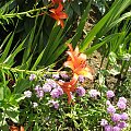 lilie #lilia #ogród #natura #przyroda #kwiaty #lilie