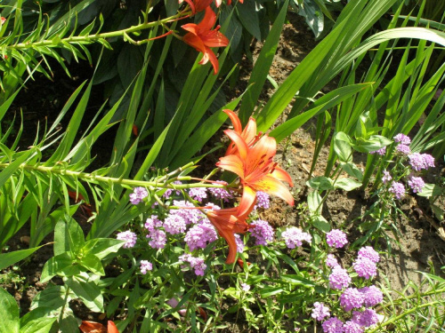 lilie #lilia #ogród #natura #przyroda #kwiaty #lilie