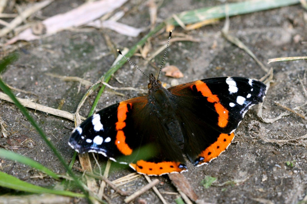 Rusałka admirał (Vanessa atalanta)