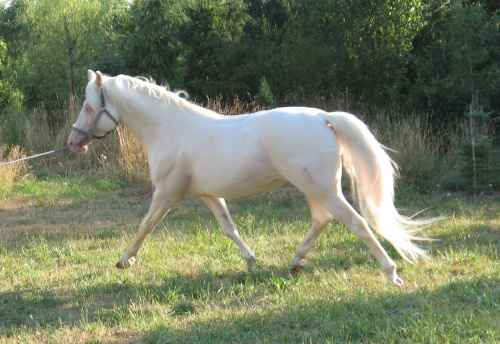 bonsun i jego źrebaki