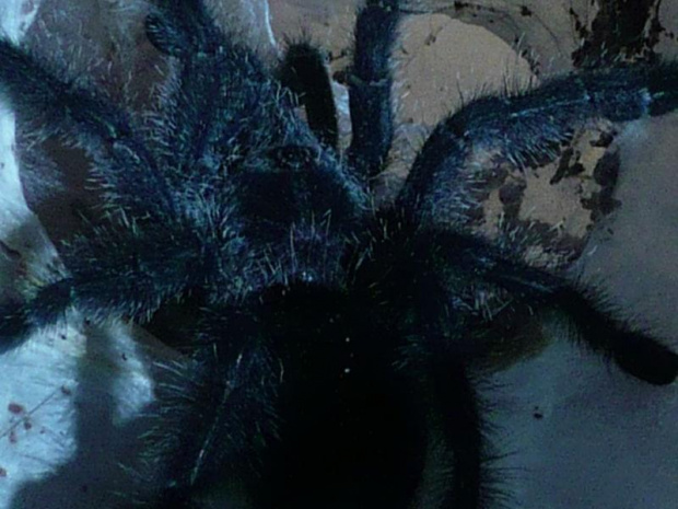 #avicularia #purpurea