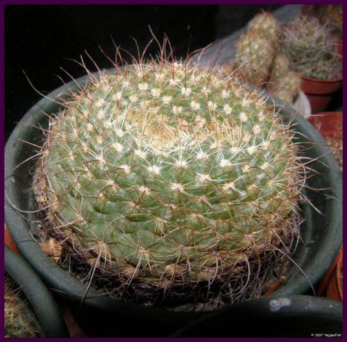 notocactus bommeljei #kaktusy