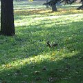 Wiewióreczka w Parku Jordana