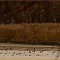Dominacja kaczek #jesień #ptaki #czapla #woda