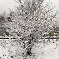 #fotografia #zima #drzewo