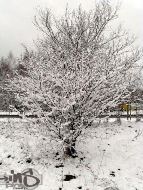 #fotografia #zima #drzewo