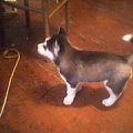 taka malusia kuleczka:)husky