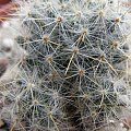 Mammillaria