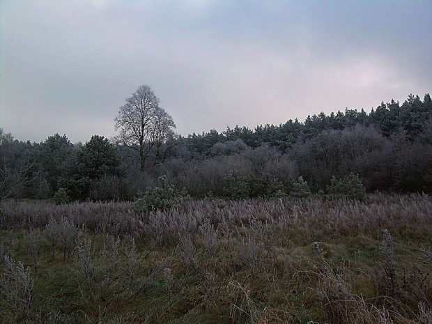 moje zmarznięte leszczynki :)) #las #szron #przyroda #natura