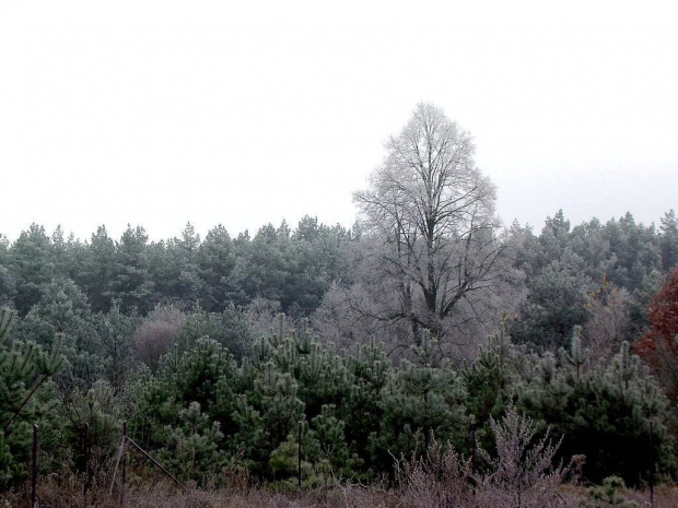 taki widok mam na przeciwko domu #las #szron #przyroda #natura