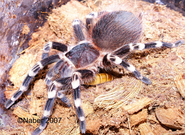 Acanthoscurria Geniculata L10