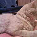 Simbo