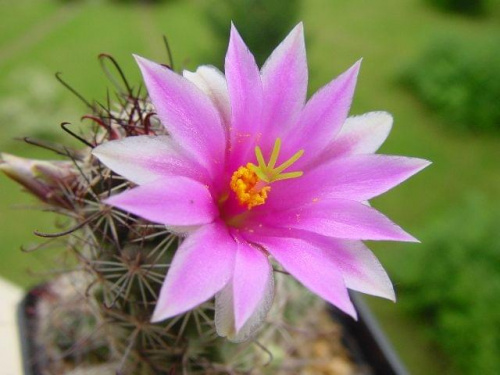 Mammillaria occidentalis