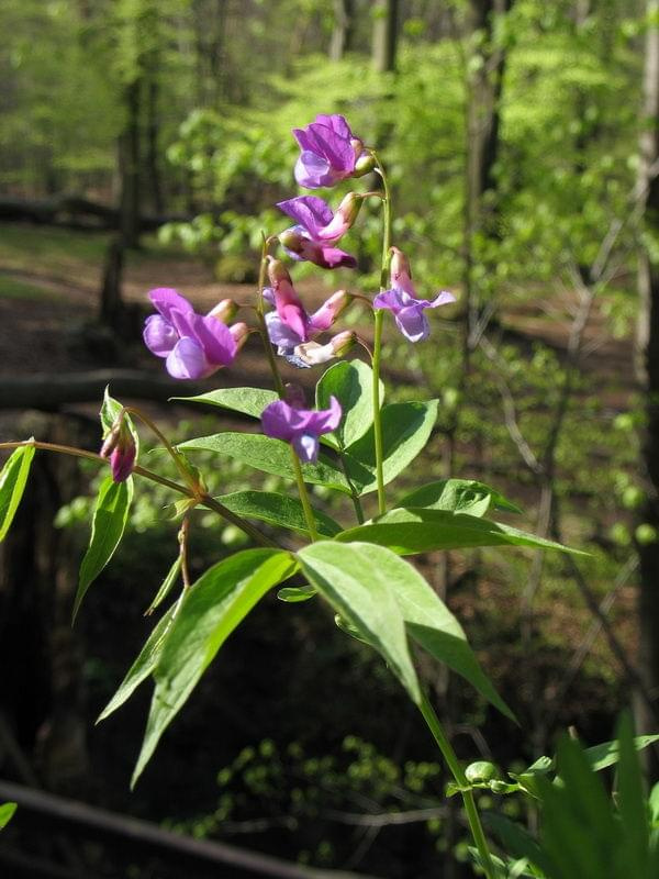 Groszek wiosenny (Lathyrus vernus) #przyroda