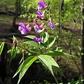 Groszek wiosenny (Lathyrus vernus) #przyroda