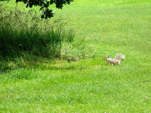 wiewiórka w parku #kilkenny