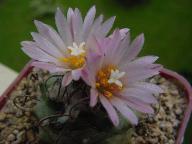 Turbinicarpus roseiflorus