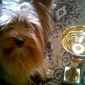 Champion ;)
Najsympatyczniejszy York 2007 ;D