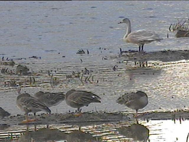 Ducks in Katano-kamoike