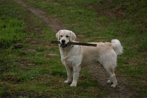 Knotuś #pies #GoldenRetriever #zwierzę