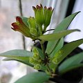 Aeschynanthus #kwiatki #kwiaty