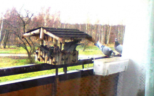 Sierpówki w karmniku #PtakiSierpówki