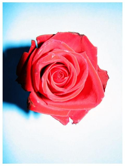 róża.