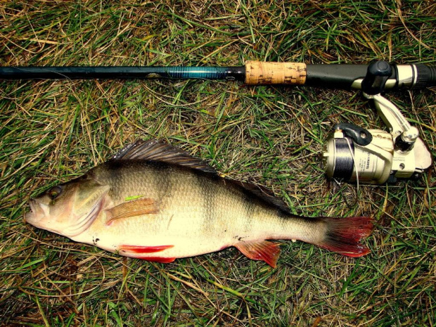 Okoń 33cm. Grudzień 2007. Narew.