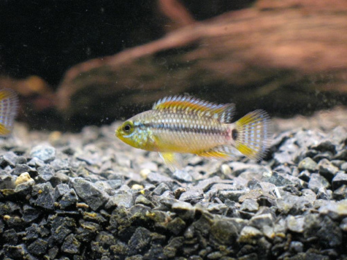 Apistogramma sp. Vielfleck 7