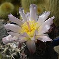 Tephrocactus geometricus