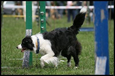 Pokaz Agility - Olsztyn 2007 Wystawa Psów