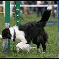 Pokaz Agility - Olsztyn 2007 Wystawa Psów