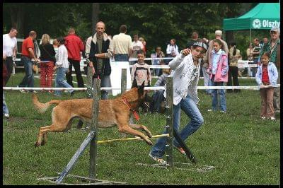 Pokaz Agility - Olsztyn 2007 Wystawa Psów