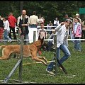 Pokaz Agility - Olsztyn 2007 Wystawa Psów