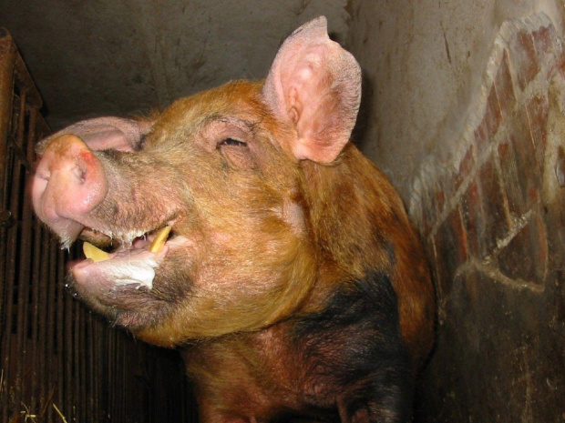 świnia #świnia #zwierzęta #reproduktor #samiec
