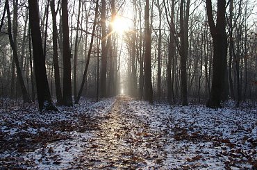 #Będzin #Grodziedz #las #drzewa #słońce #zima #liście