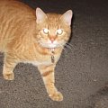 kot któregoś z sąsiadów, wędrujący nocą po ulicy ;] #kot #noc