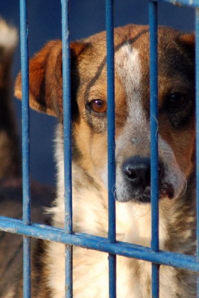 Reksio jest bardzo młodym psiakiem, który powoli umiera w schronisku.
Ten psiak bardzo źle znosi pobyt, bardzo mocno już schudł, na pyszczku widać ślady pogryzienia.
Czy ktoś go uratuje?
Jego nr ewidencyjny 2337 #psy