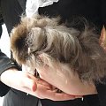 HODOWLA RODOWODOWYCH ŚWINEK MORSKICH NAOMI-CAVIA