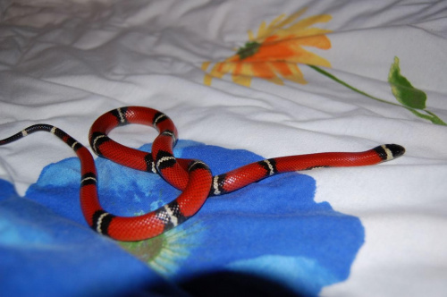 Lampropeltis triangulum sinaloae