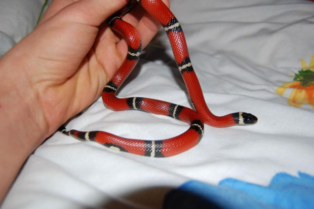 Lampropeltis triangulum sinaloae